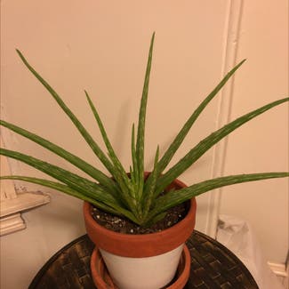 Aloe vera plant in Philadelphia, Pennsylvania
