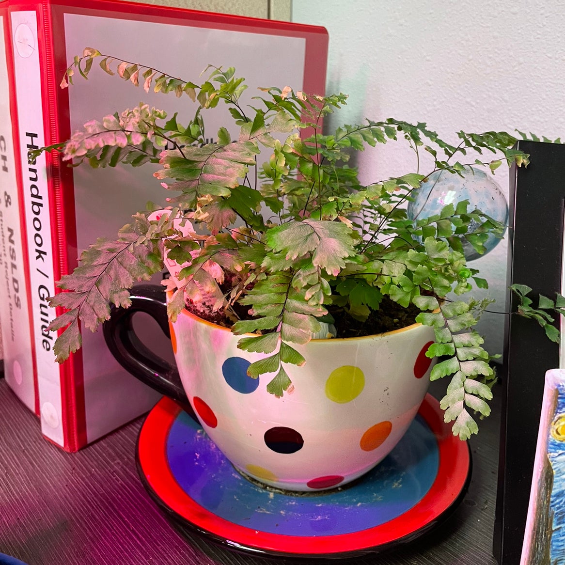 are maidenhair ferns toxic to cats