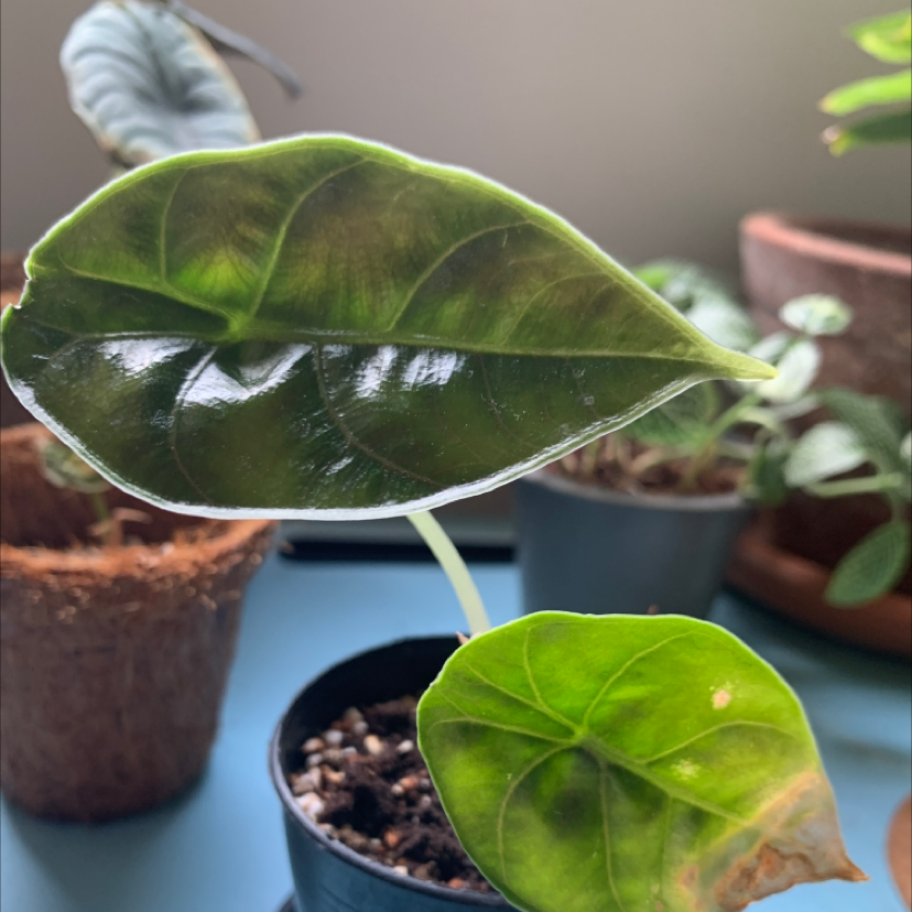 Alocasia Azlanii
