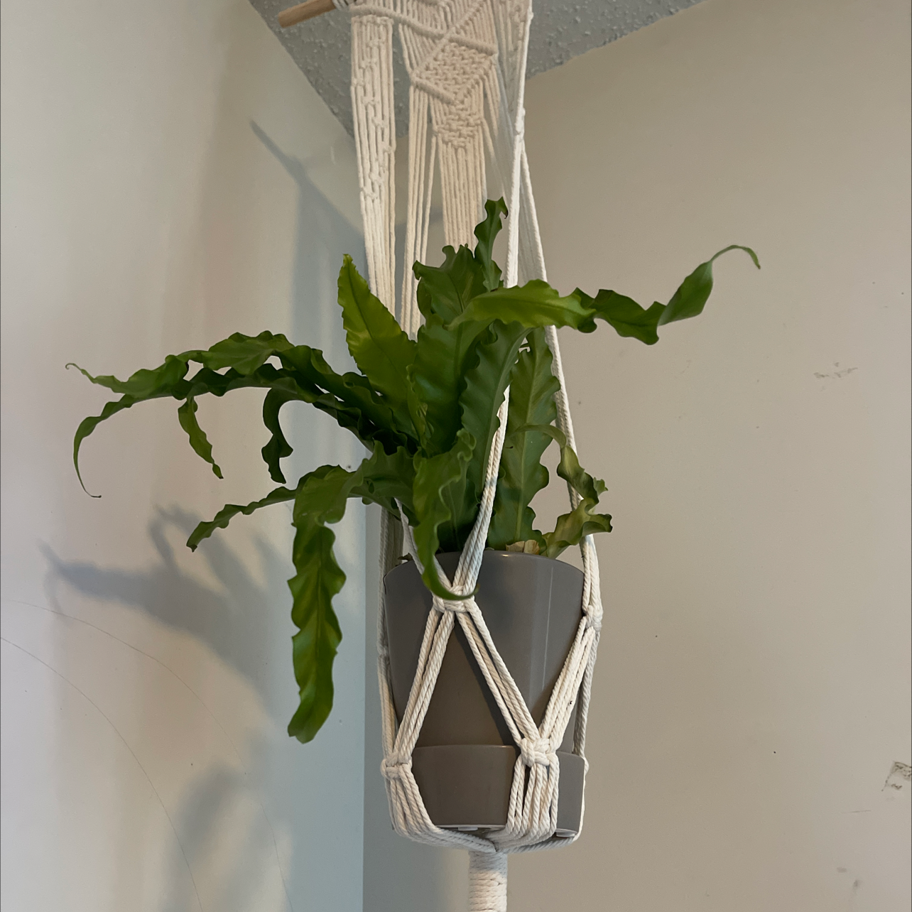 Bird's Nest Fern plant photo by @MellowlyNoni named Mollie on Greg, the plant care app.