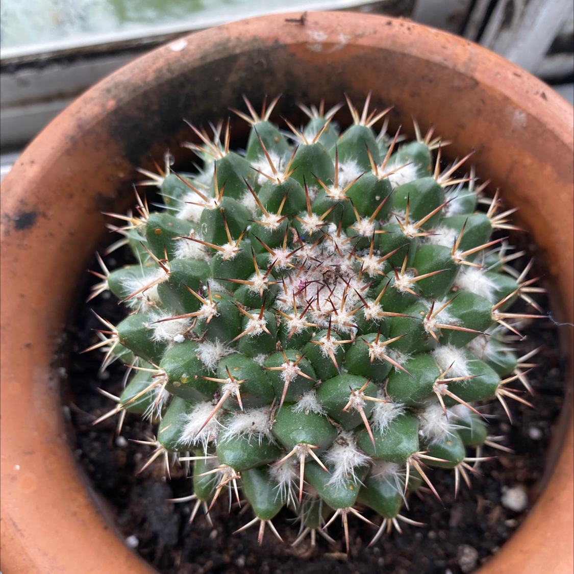 Mammillaria Melanocentra cactus in a terracotta pot, healthy with prominent spines.