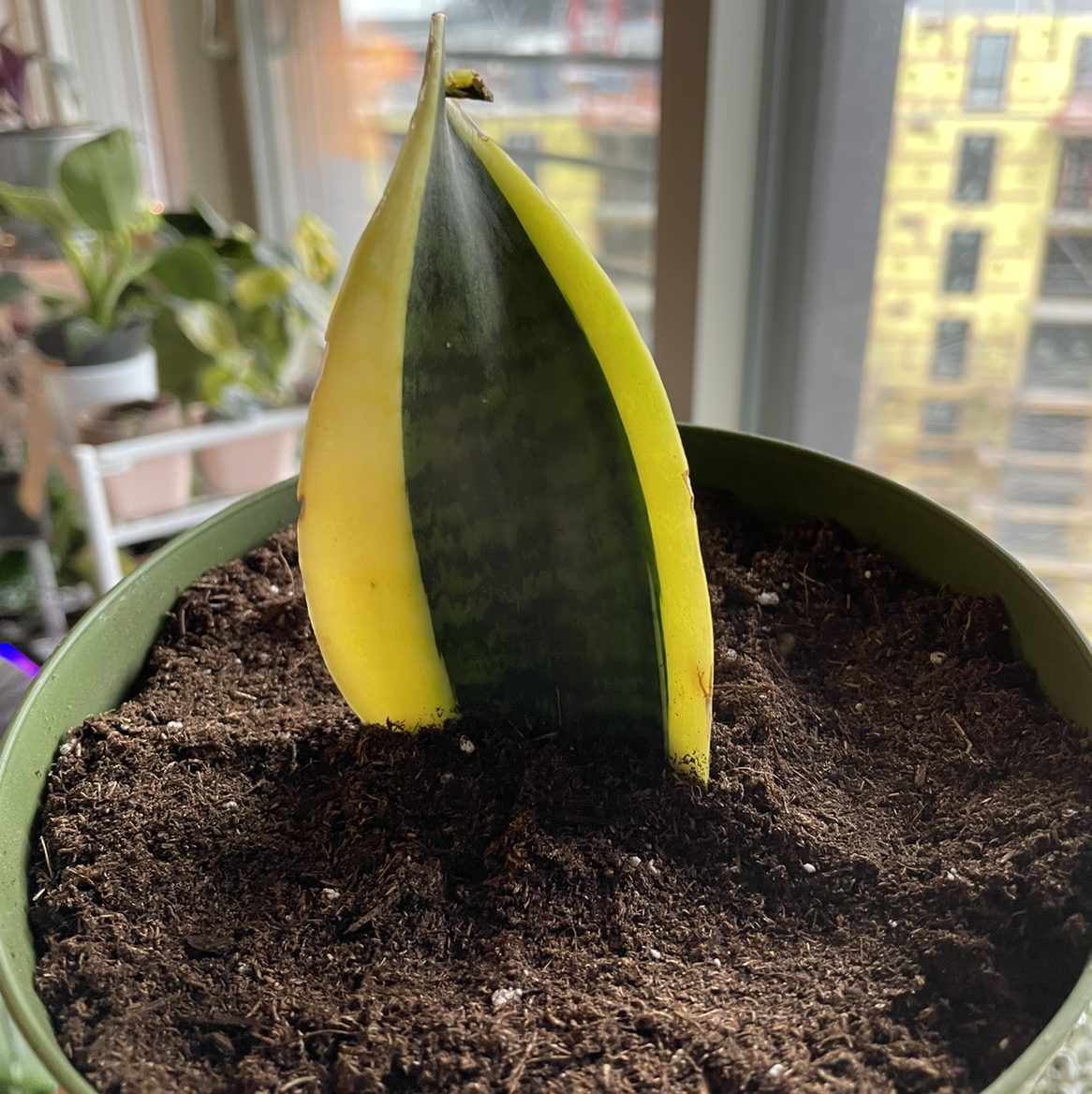 Futura Superba Snake Plant with yellowing leaf edges in a pot with visible soil.