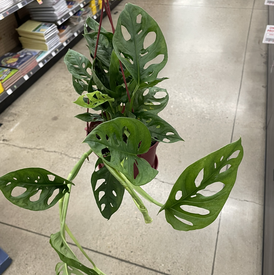 Swiss Cheese Vine (Monstera adansonii) with perforated leaves hanging in a pot in a retail environment.