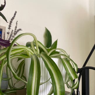 Spider Plant plant in Mountain View, California
