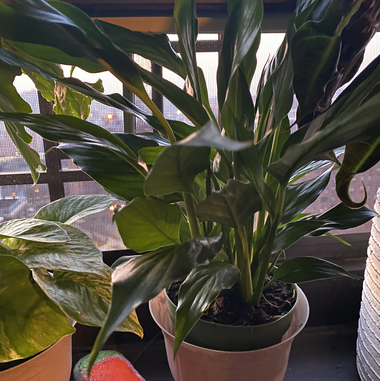 Peace Lily plant photo by Taii named Becky on Greg, the plant care app.
