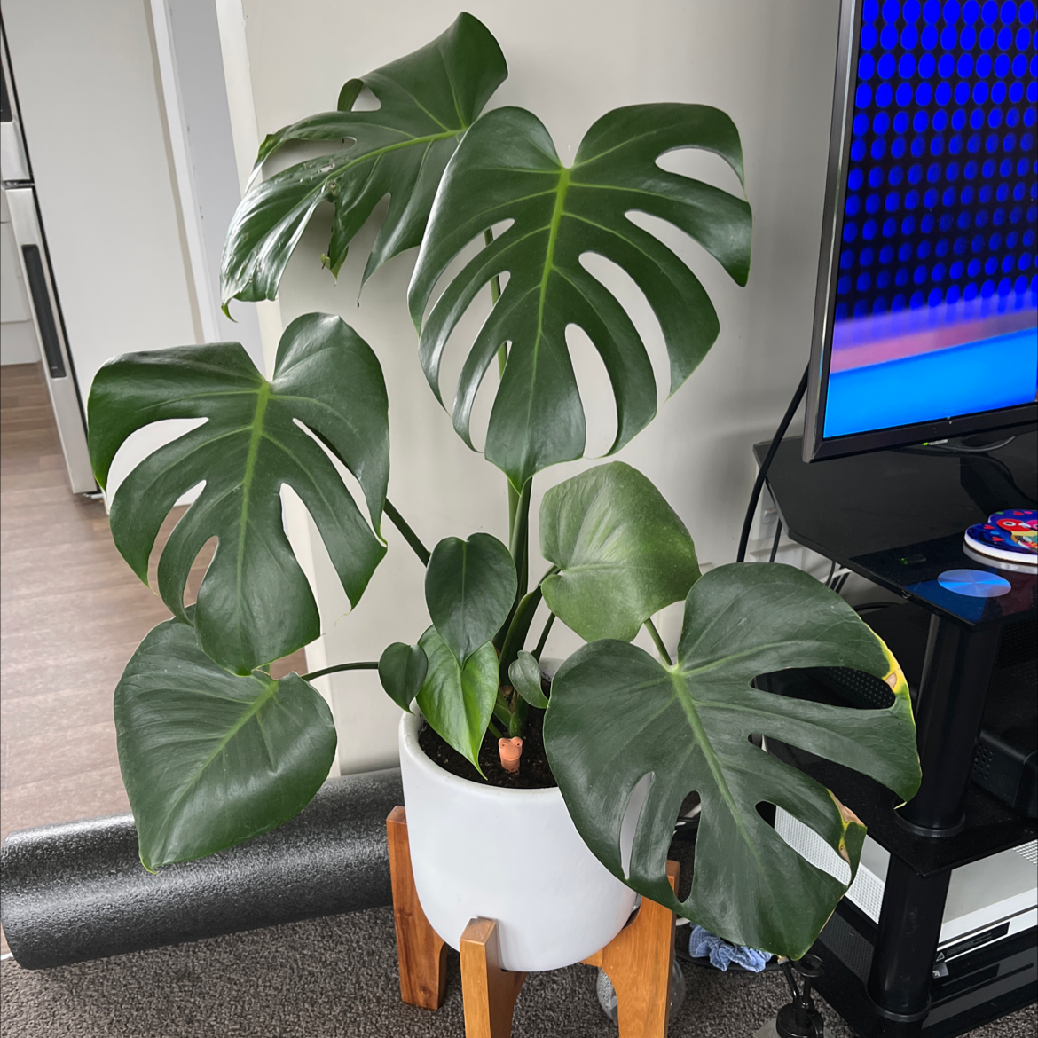 Monstera plant photo by @YeahFeijoa named Willy on Greg, the plant care app.