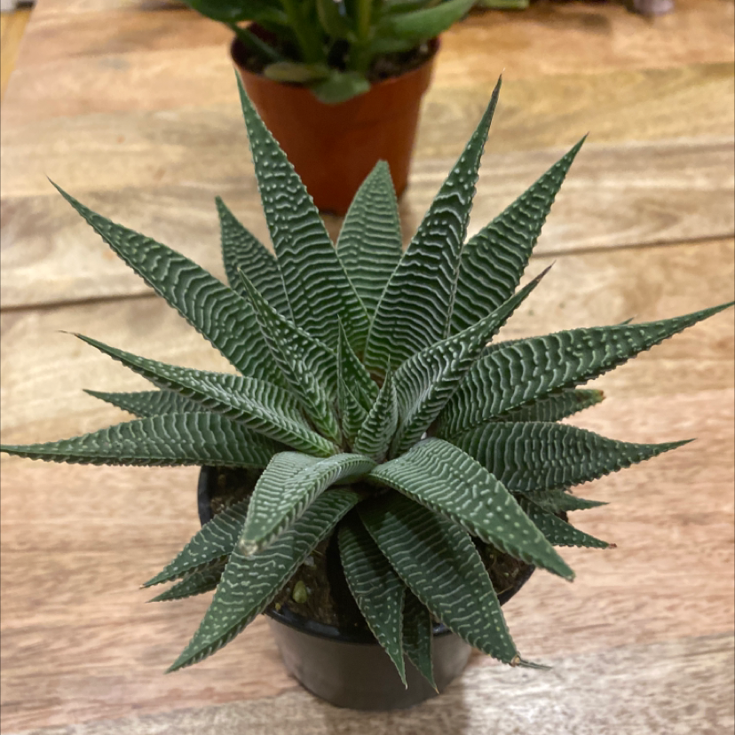 A healthy zebra plant in a terracotta pot, with vibrant green striped leaves and no signs of discoloration or damage.