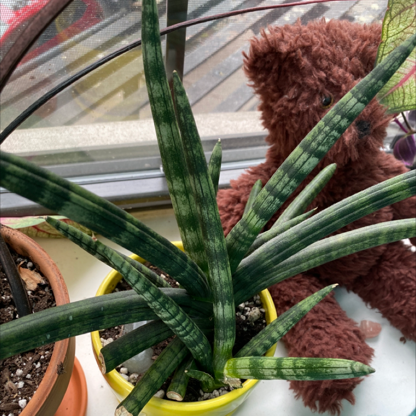 Cylindrical Snake Plant in a yellow pot with a teddy bear in the background.