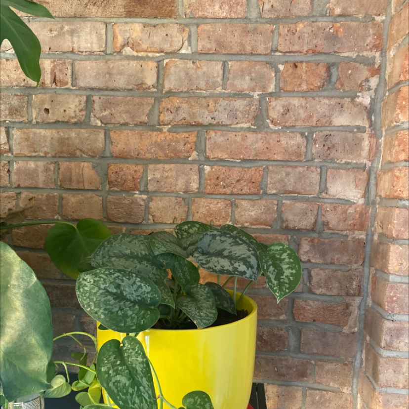 Healthy Satin Pothos in yellow pot against brick wall, minor leaf yellowing visible