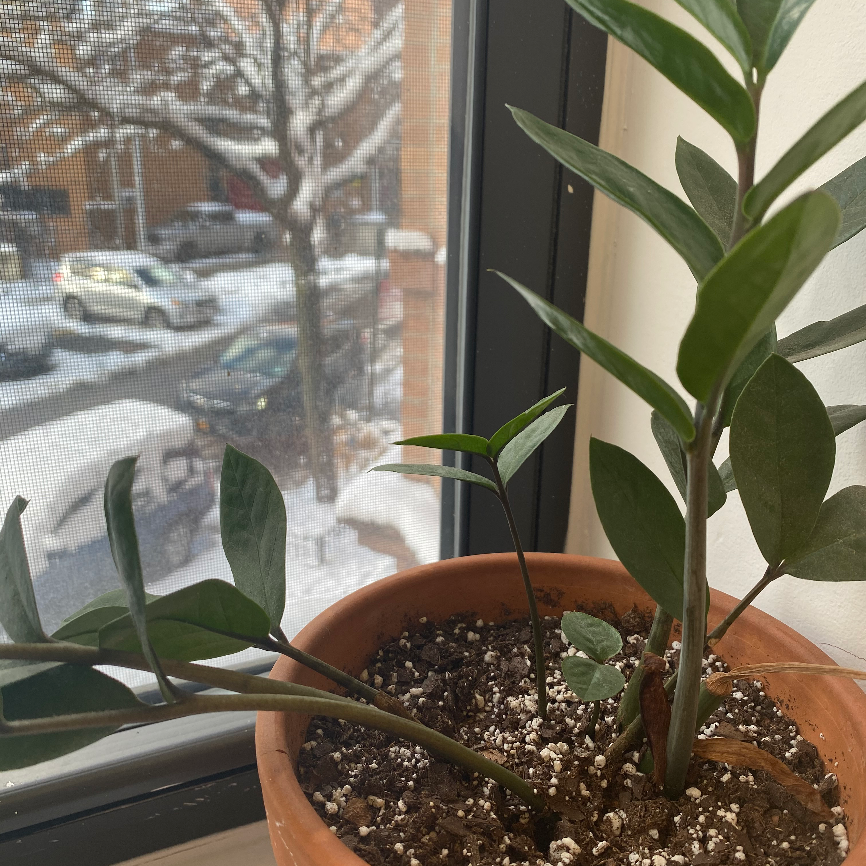 Healthy ZZ plant with glossy green leaves touched by a human hand, potted on a sunny windowsill.