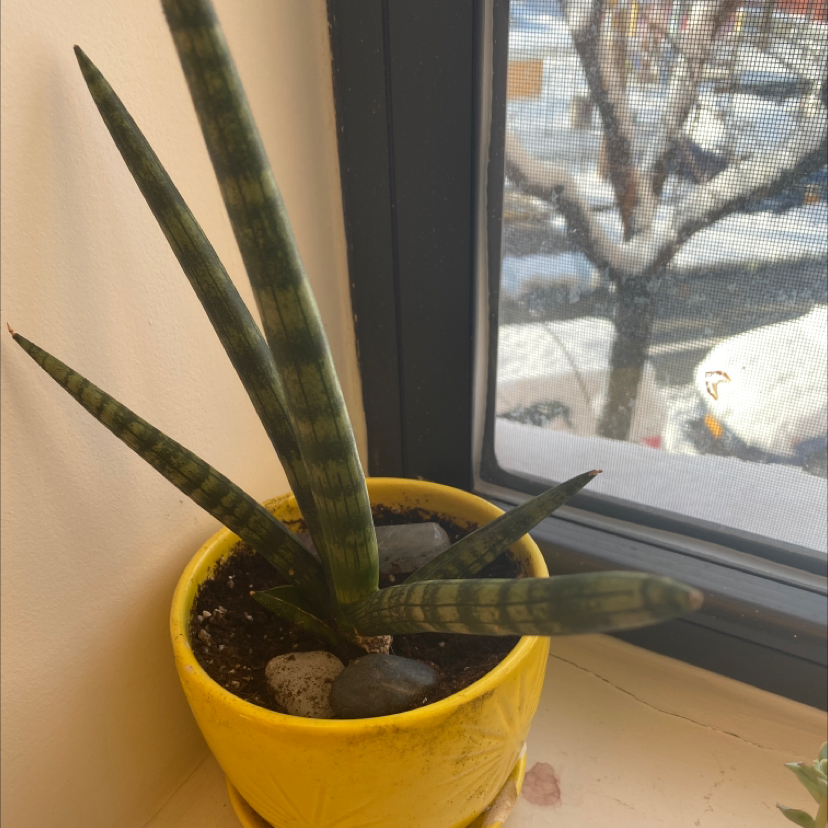 Cylindrical Snake Plant in a yellow pot on a windowsill, with a view of the outdoors.