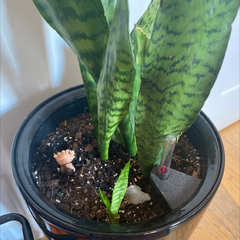 🐍 How Much Humidity Does My Snake Plant Need?
