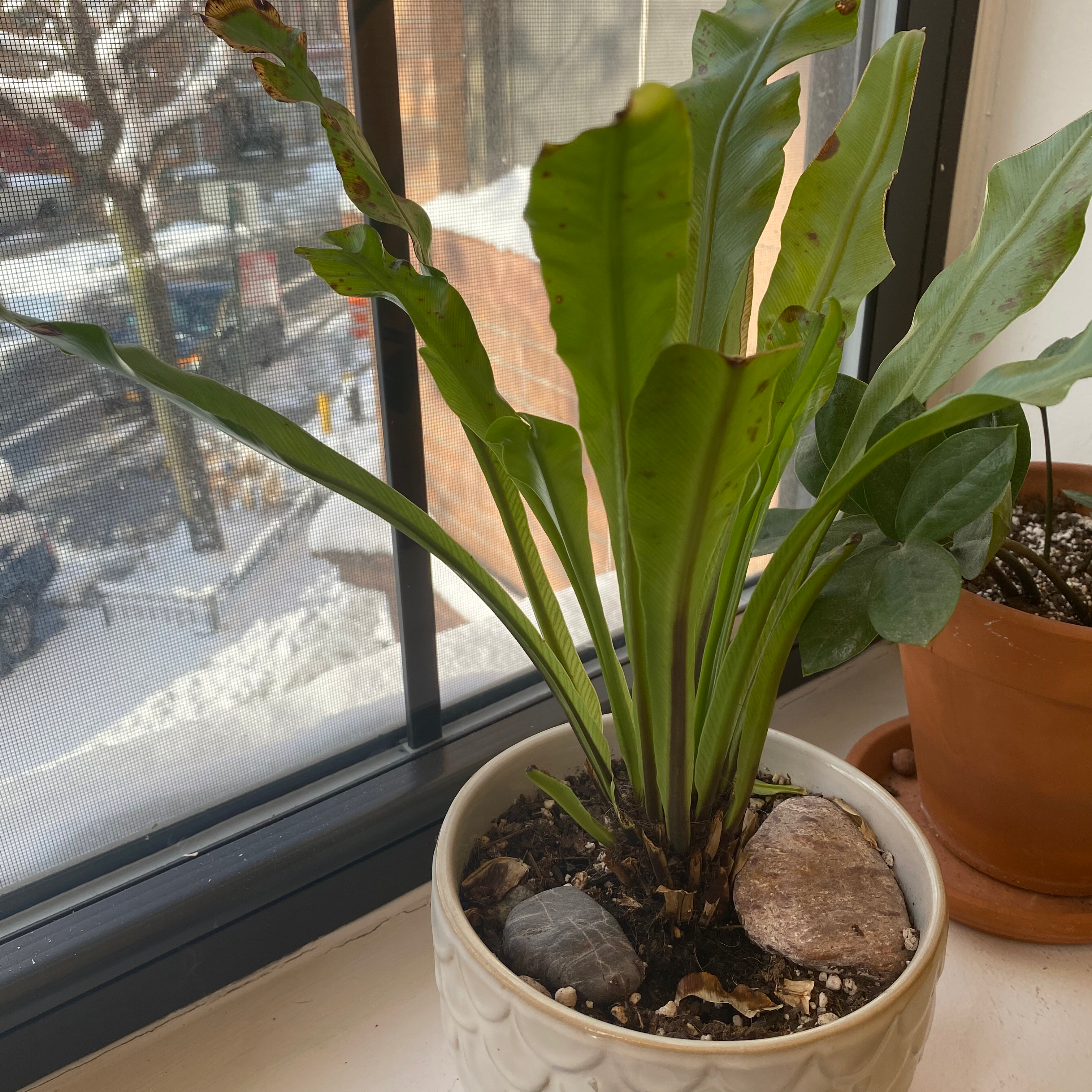Healthy Bird's Nest Fern with vibrant green fronds in a ceramic pot on a window sill with buildings visible outside.