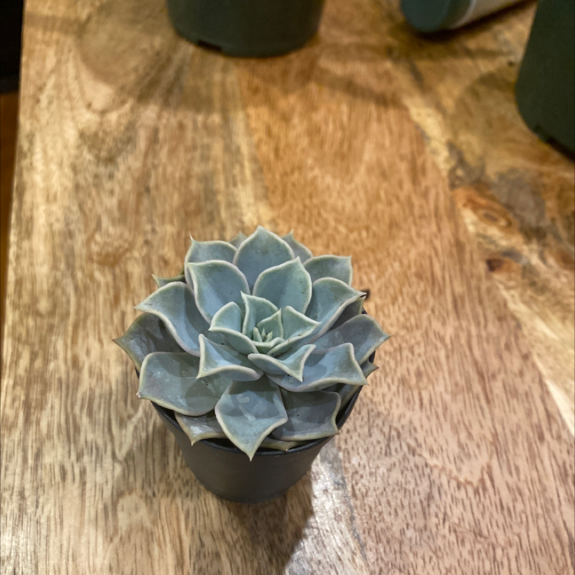 A healthy Pearl Echeveria succulent in a pot on a wooden surface.