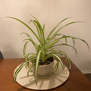 Spider Plant plant photo by Fern.head named Spidey on Greg, the plant care app.