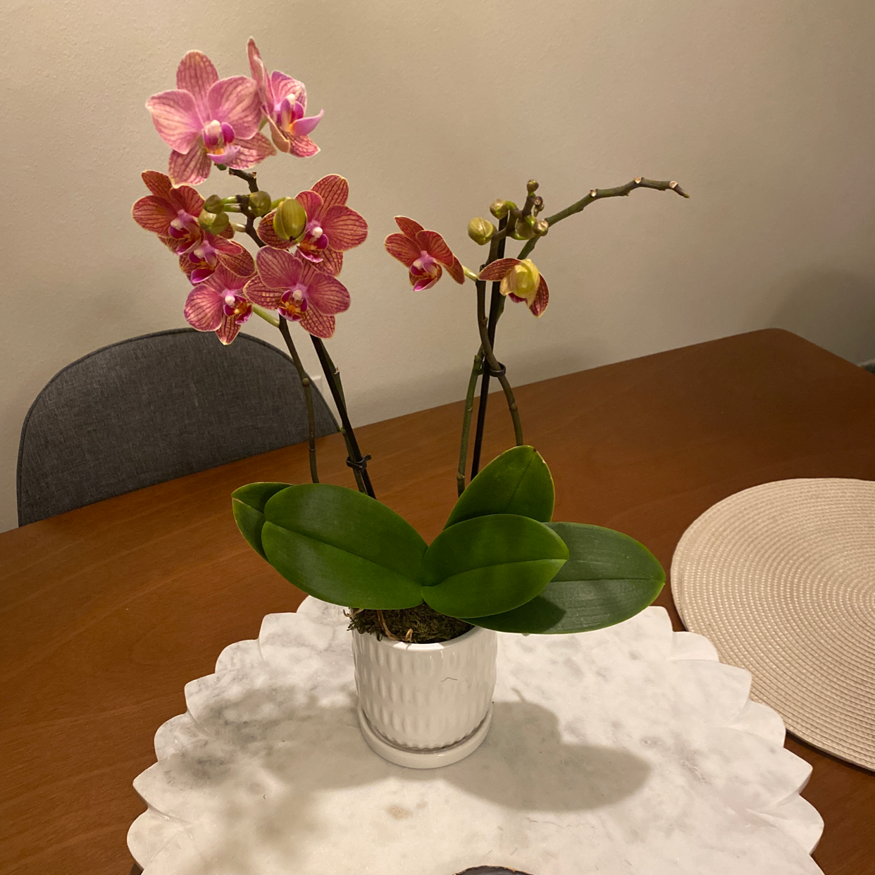 Orchid plant photo by @Fern.head named Orkidddd on Greg, the plant care app.