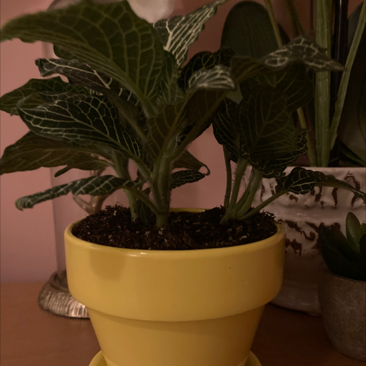 Nerve Plant plant photo by @mommys_plants named Robert on Greg, the plant care app.