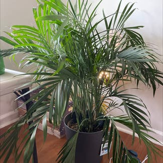 Cat Palm plant in Locust Grove, Georgia
