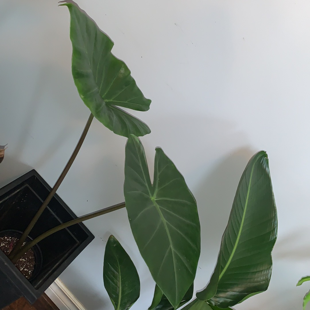 Photo of the plant species Kuching Mask Elephant Ear by @EnchantingMira named Kuching mask on Greg, the plant care app