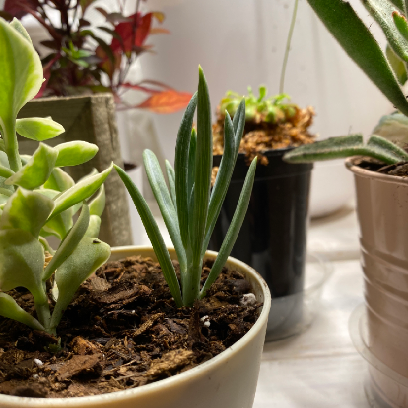 Photo of the plant species Blue Chalksticks by @Jordynp18 named Curie on Greg, the plant care app