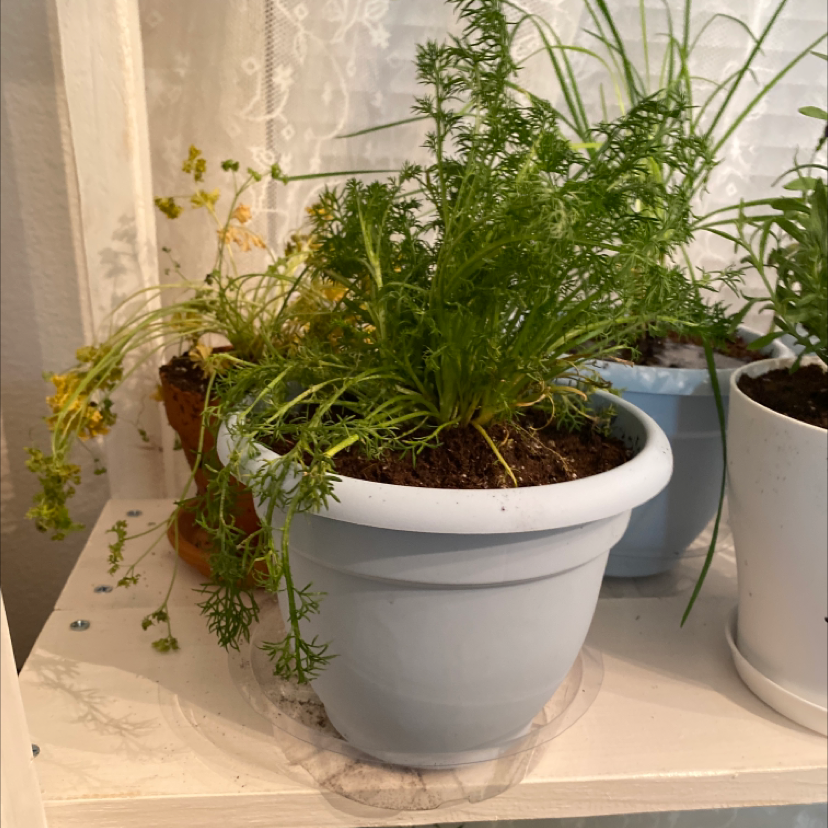 Potted Chamomile plant with feathery green leaves on a shelf, some yellowing visible.