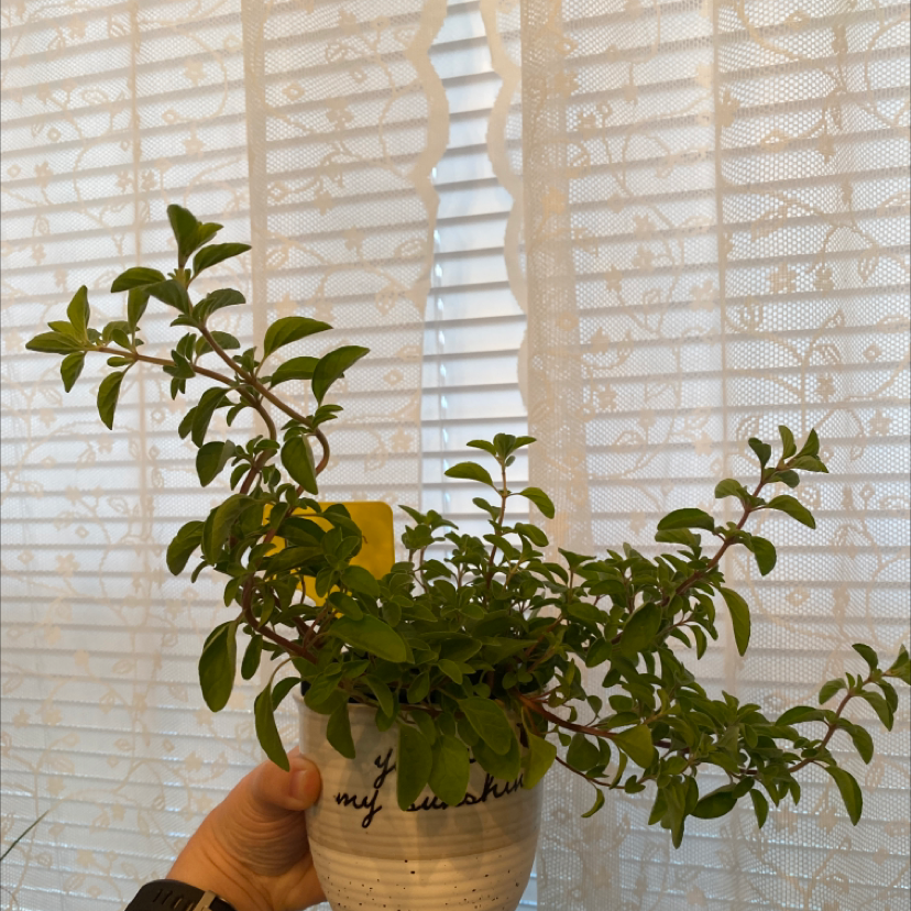 Potted Marjoram plant held by a hand, with green leaves and a window in the background.