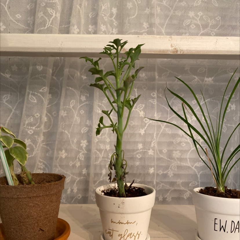 Candle Plant in a white pot, healthy with visible soil, well-framed.
