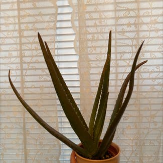 Aloe vera plant in Baton Rouge, Louisiana