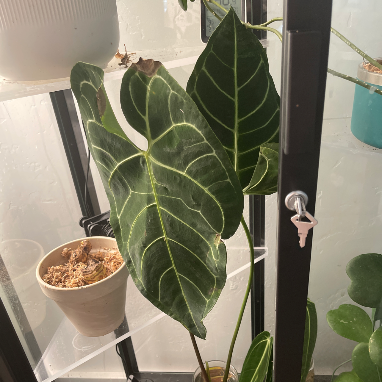 Anthurium regale plant with large, dark green leaves and prominent white veins in a controlled environment.