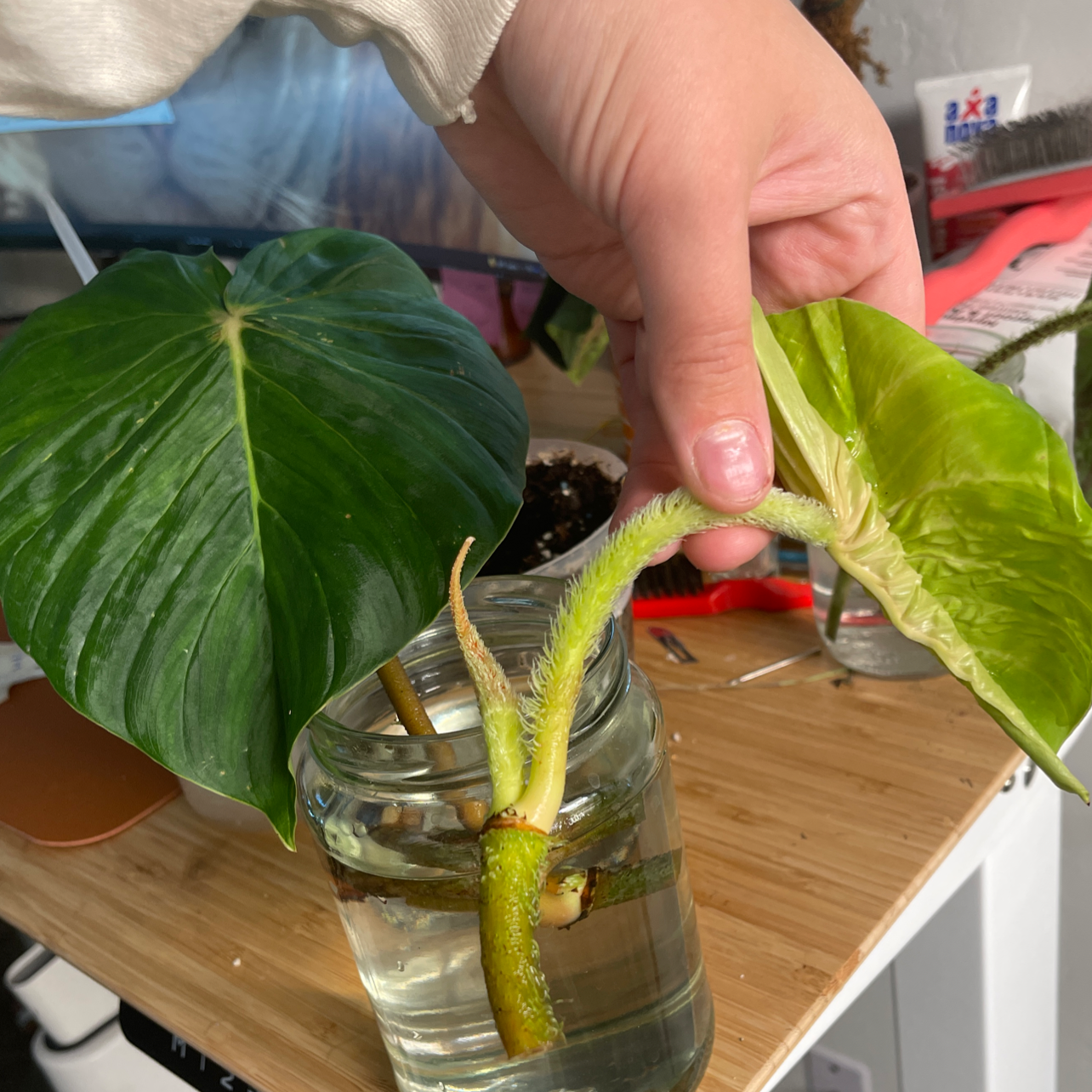 Photo of the plant species Philodendron fibrosum by Cassandra named P. Fibrosum on Greg, the plant care app