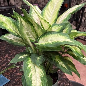 Dieffenbachia plant photo by @RichLichen named Dieffy on Greg, the plant care app.