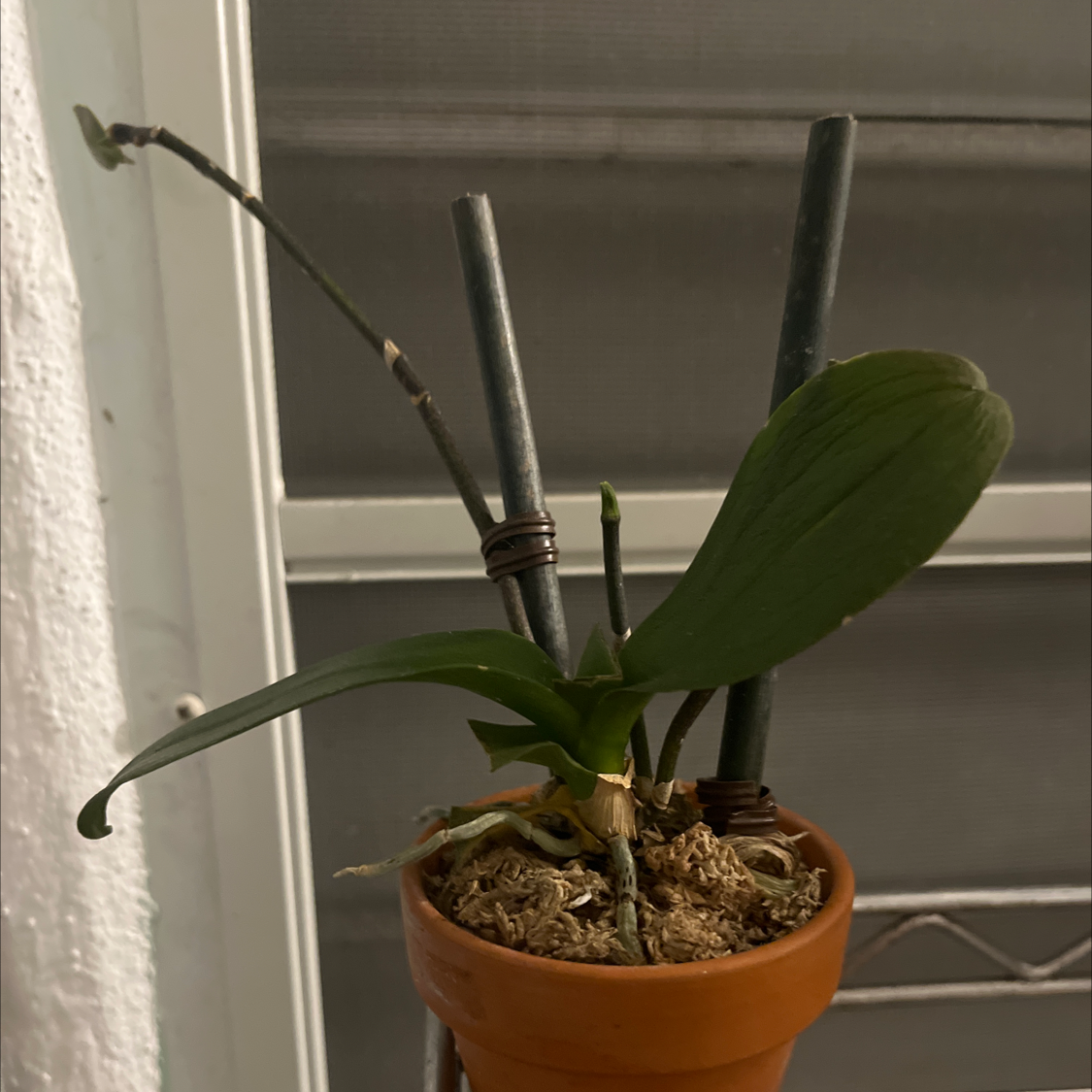 A potted Aphrodite's Phalaenopsis orchid with green leaves and bare stems.