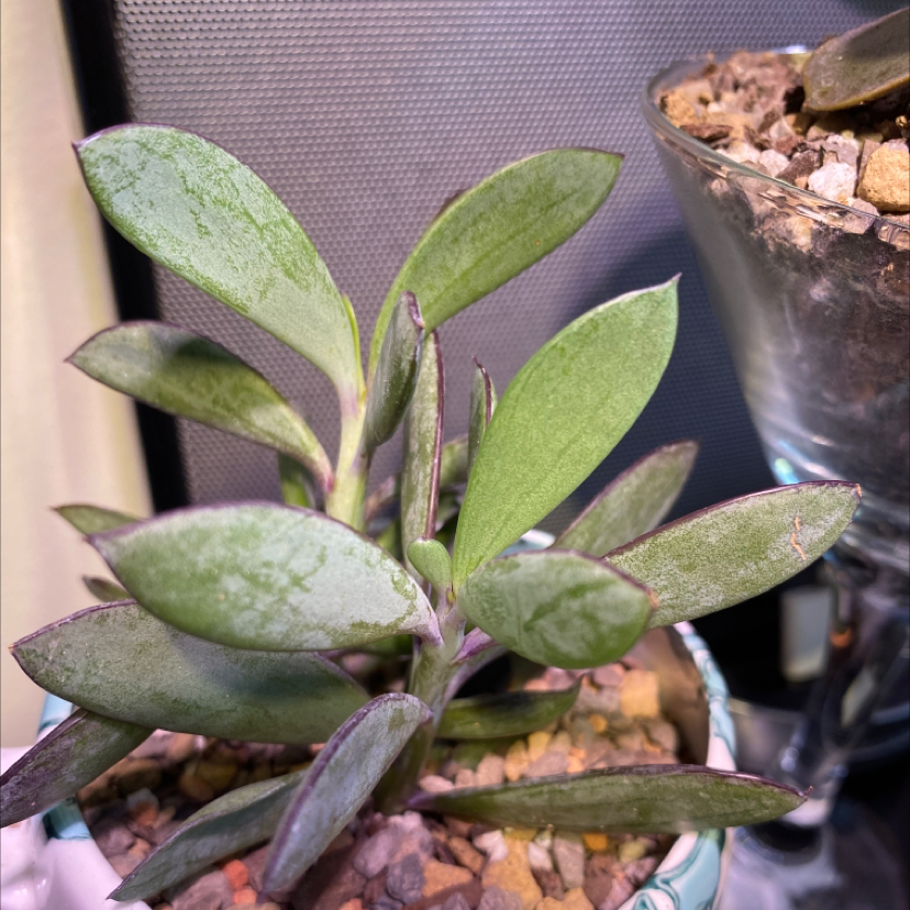 Vertical Leaf Senecio plant with green leaves in a pot with visible soil and pebbles.