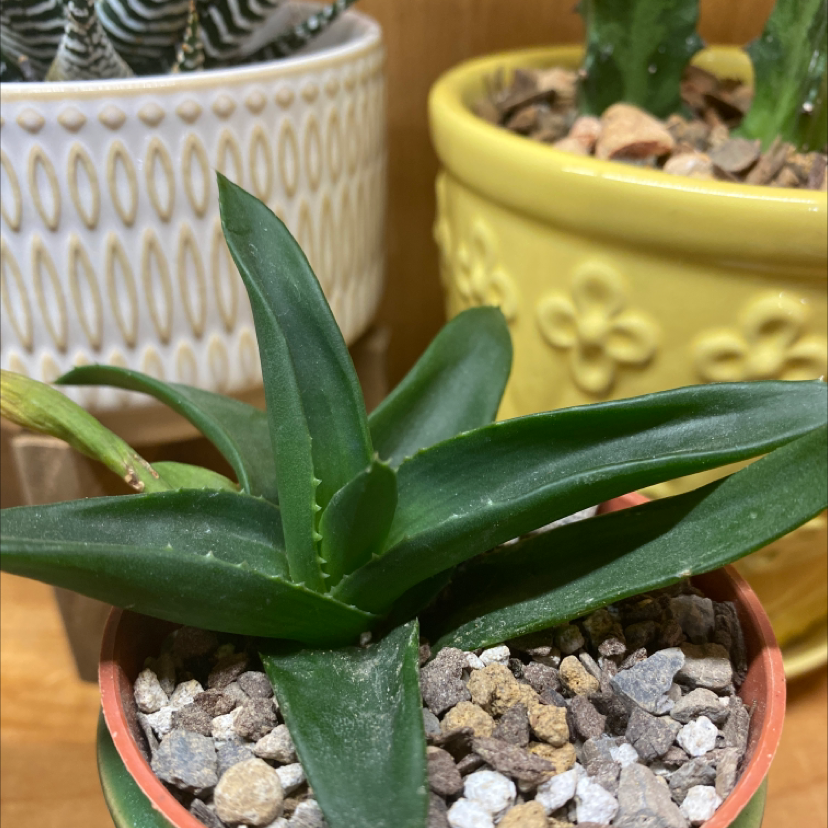 Climbing Aloe plant in a small pot with pebbles, surrounded by other potted plants.