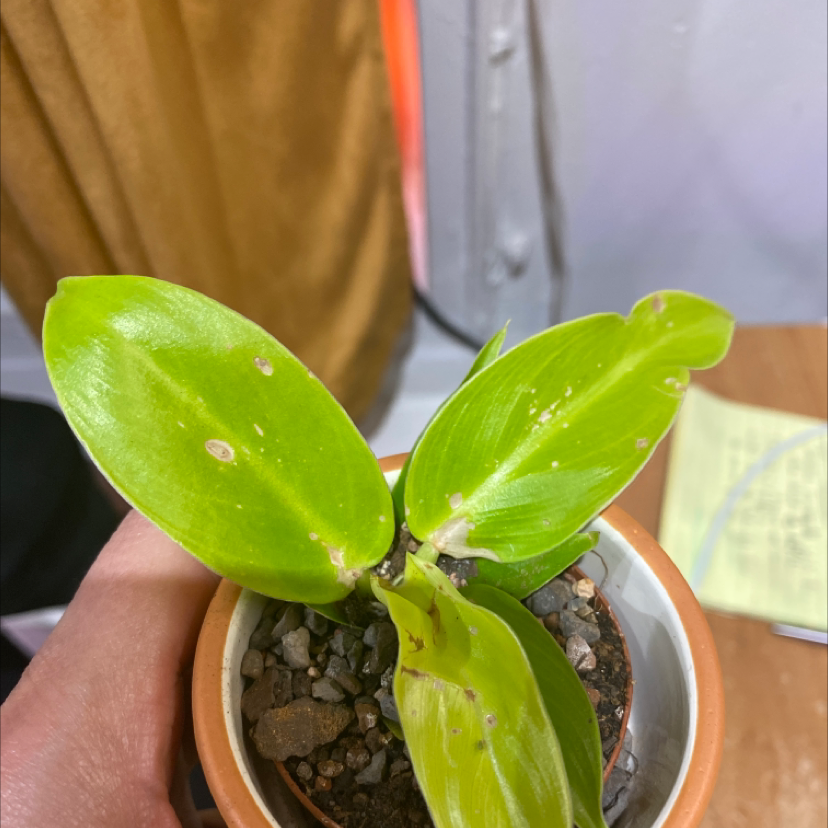 Philodendron 'Moonlight' plant with bright green leaves and visible soil in a pot.