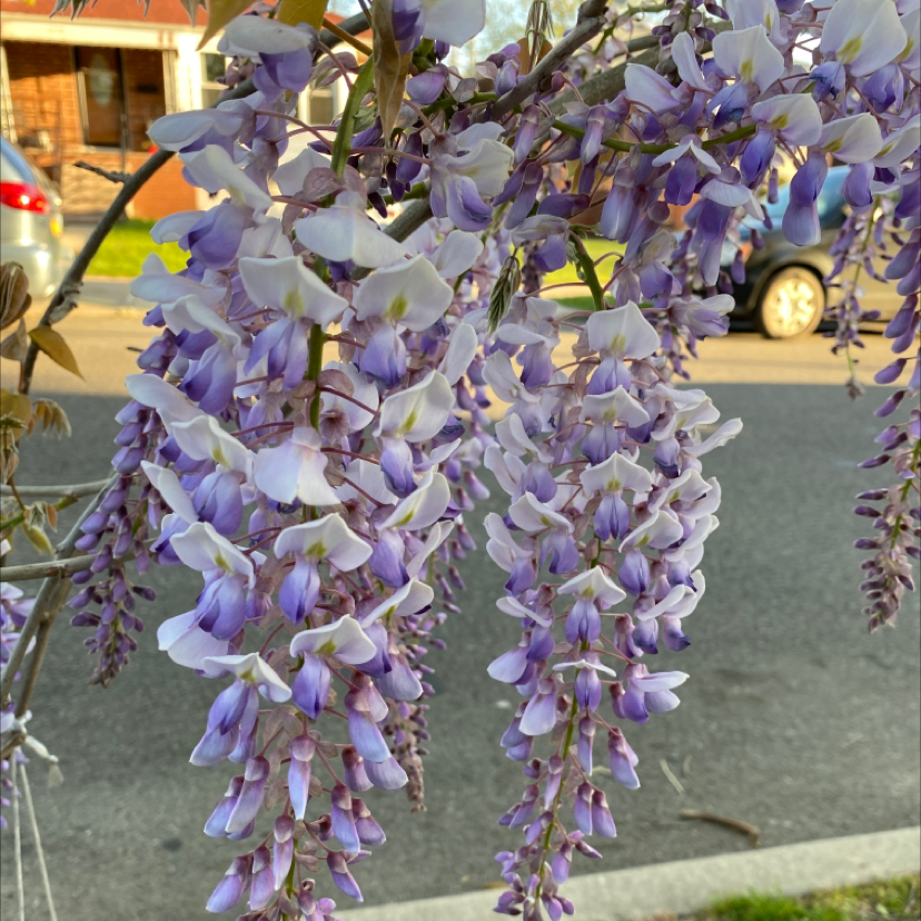 Chinese Wisteria with clusters of purple and white flowers in full bloom.