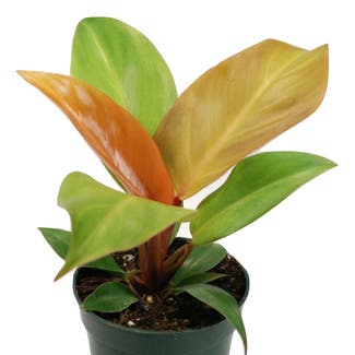 Blushing Philodendron plant in New York, New York