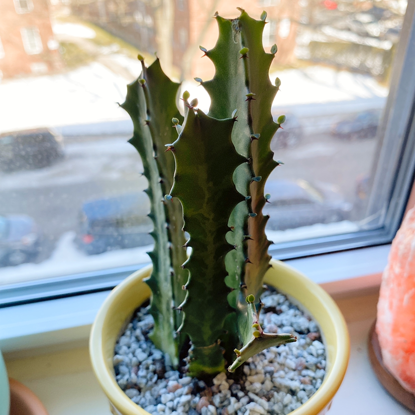 Candelabra Cactus in a pot with gravel, placed on a windowsill.