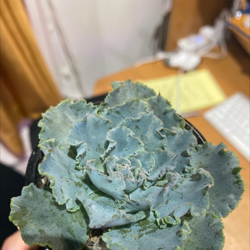 Photo of the plant species Echeveria 'Crinoline Ruffles' by Elizabeth named Osmo on Greg, the plant care app