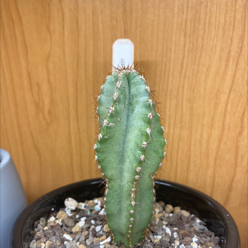 Spiral Cactus in a pot with visible soil, healthy and well-framed.