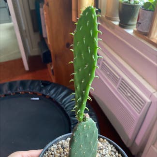 Smooth Prickly Pear plant in New York, New York