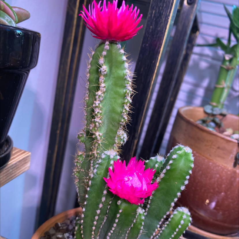 Hedge Cactus with vibrant pink flowers, well-framed and in focus.