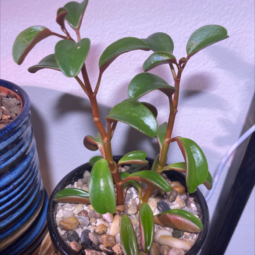 Peperomia graveolens 'Ruby Glow' plant in a pot with visible soil and pebbles.
