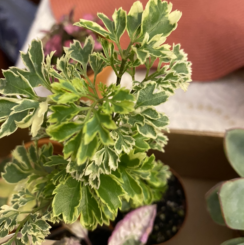 Ming Aralia plant with variegated leaves, healthy and vibrant.