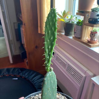 Smooth Prickly Pear plant in New York, New York