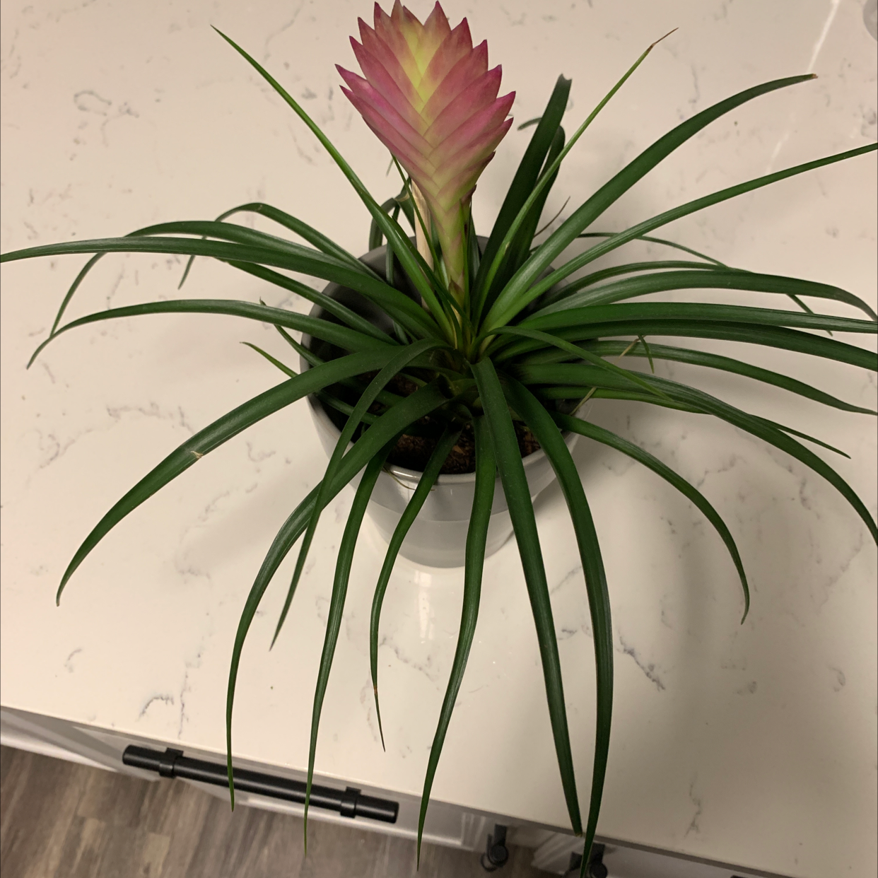 Pink Quill Plant with a prominent pink bract and long, slender green leaves in a pot.