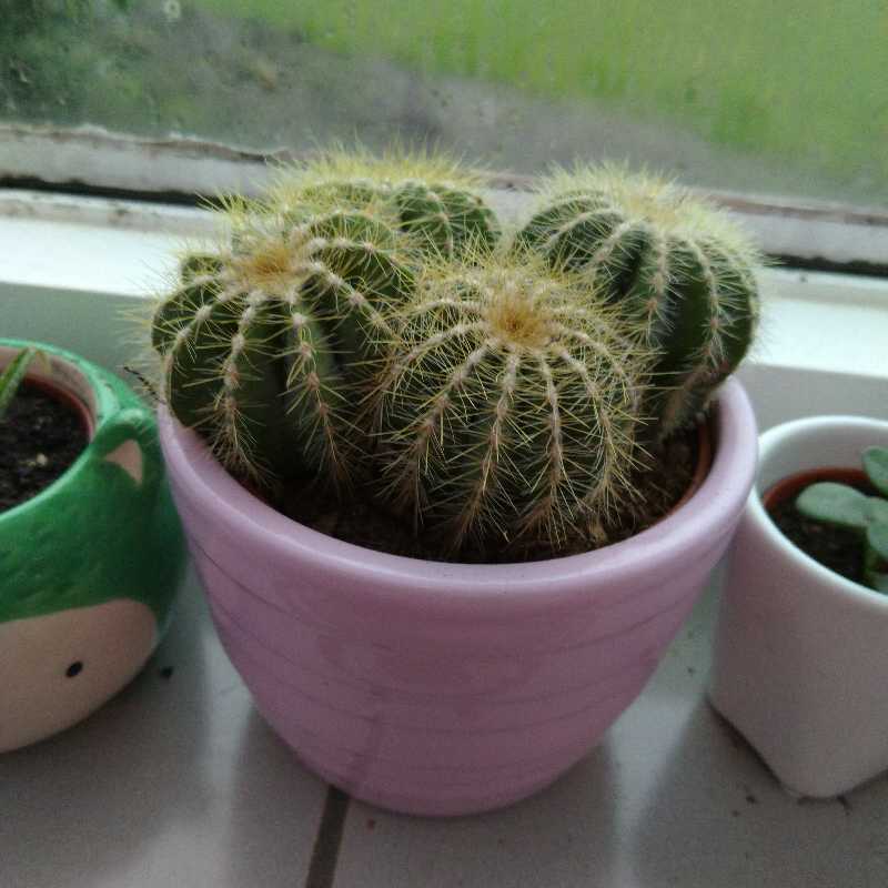 Pedro