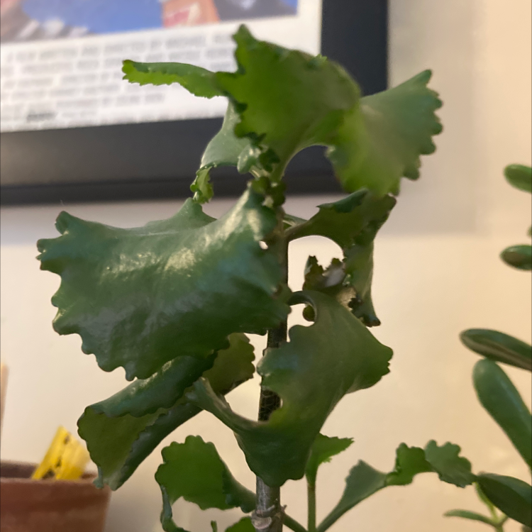 Photo of the plant species Desert Savior by Leigh named Sue on Greg, the plant care app