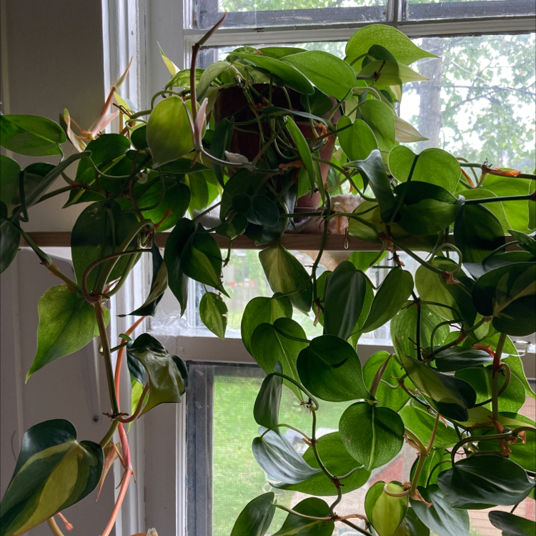 Philodendron Scandens plant photo by Leigh named Moe on Greg, the plant care app.