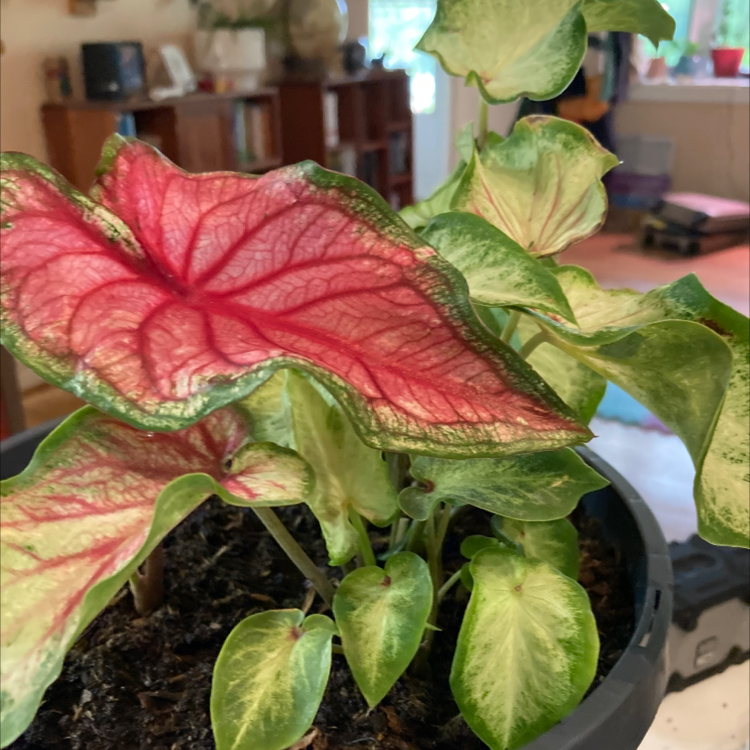 Caladium Gingerland plant photo by Leigh named Greg on Greg, the plant care app.
